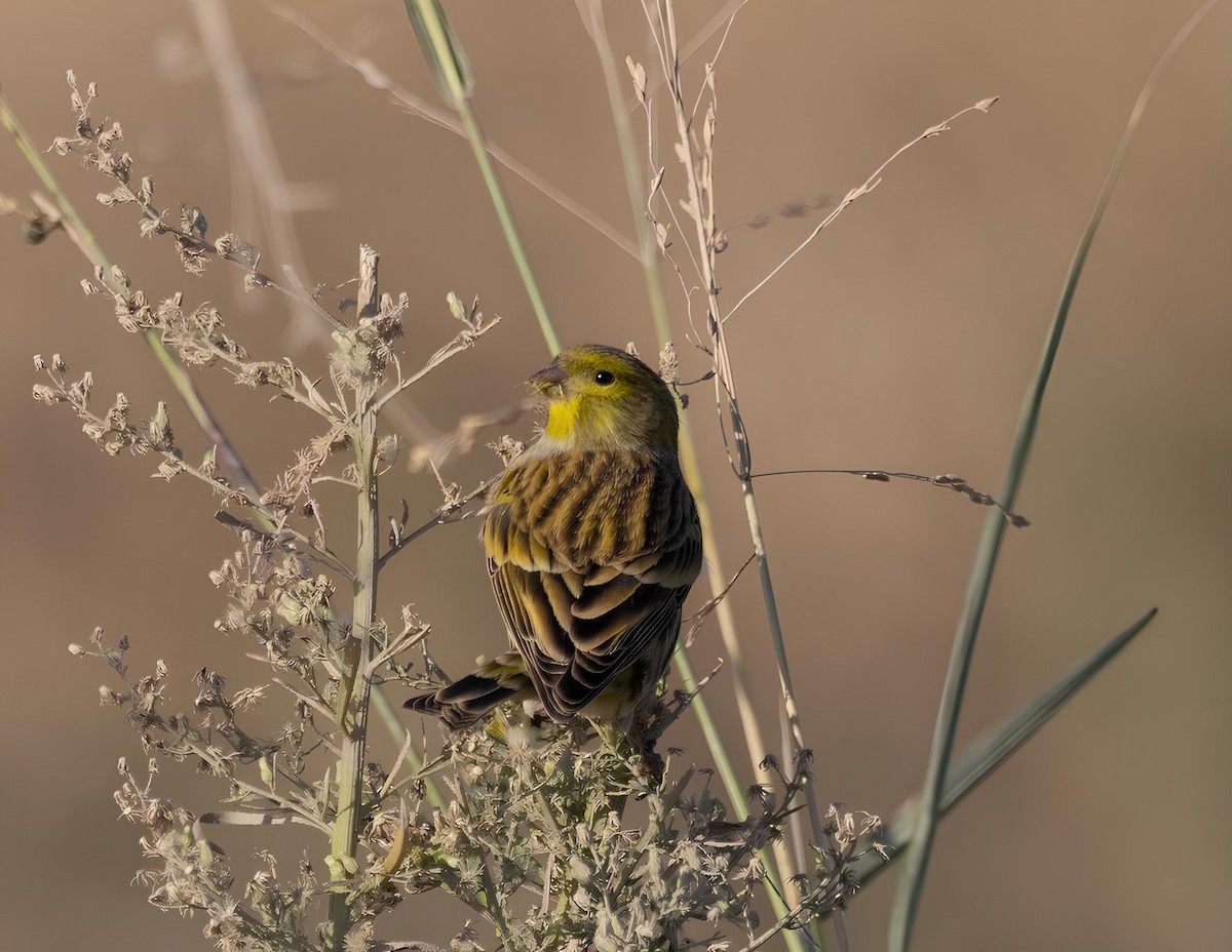 European Serin - ML645771999