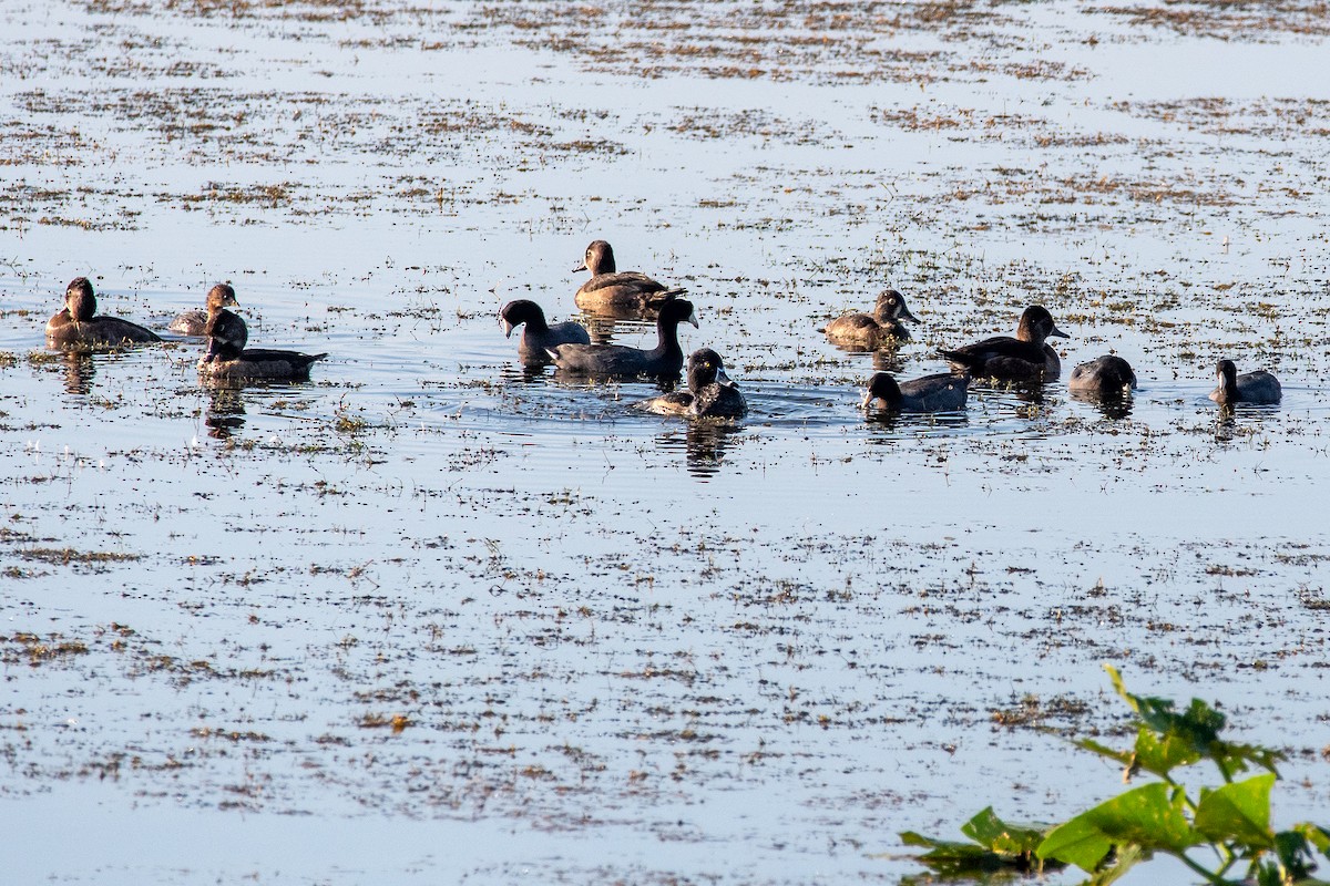 Ring-necked Duck - ML645772000