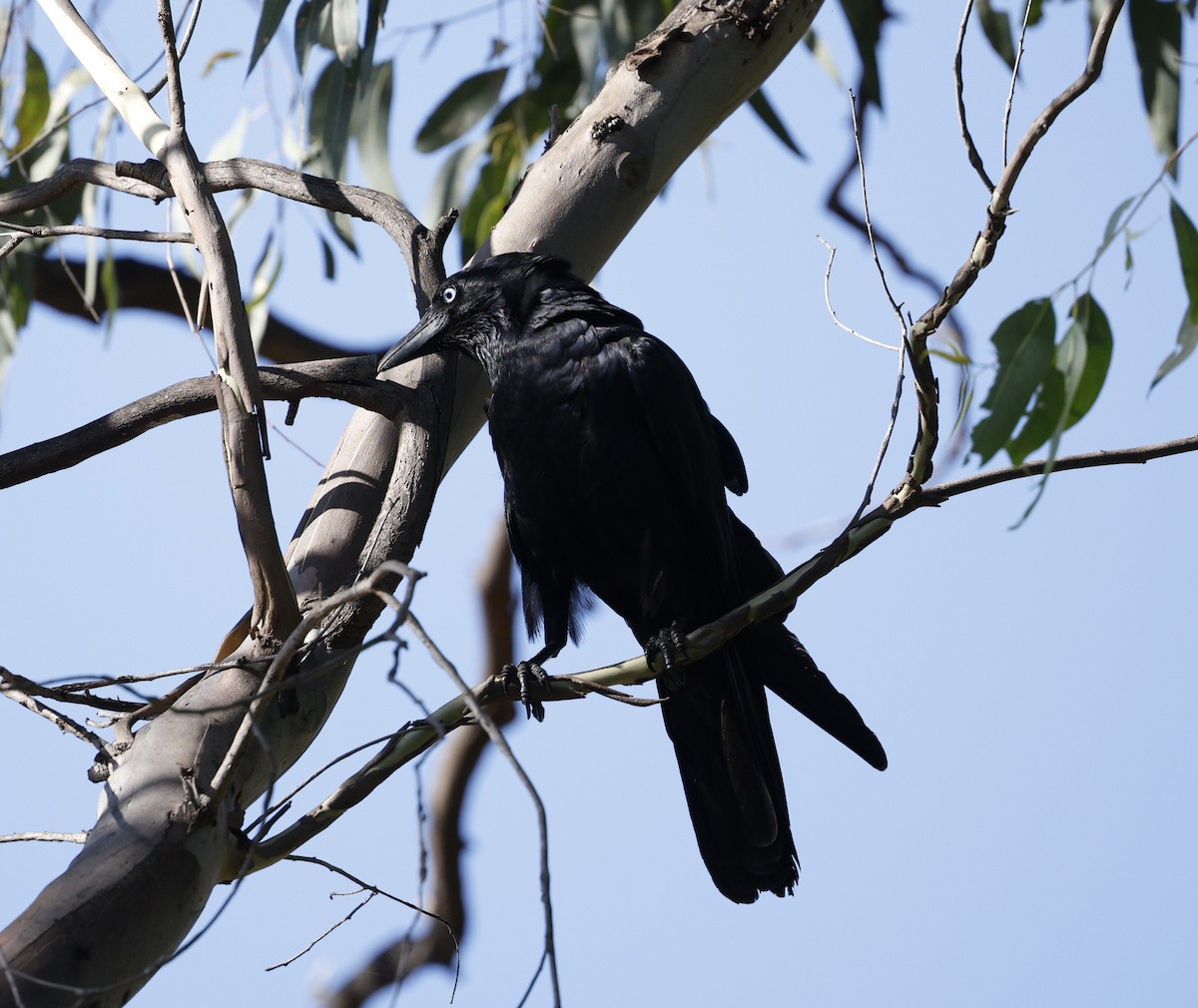 Torresian Crow - ML645772004