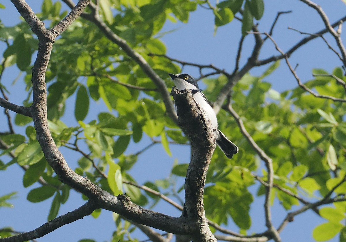Pale Batis - ML645772016