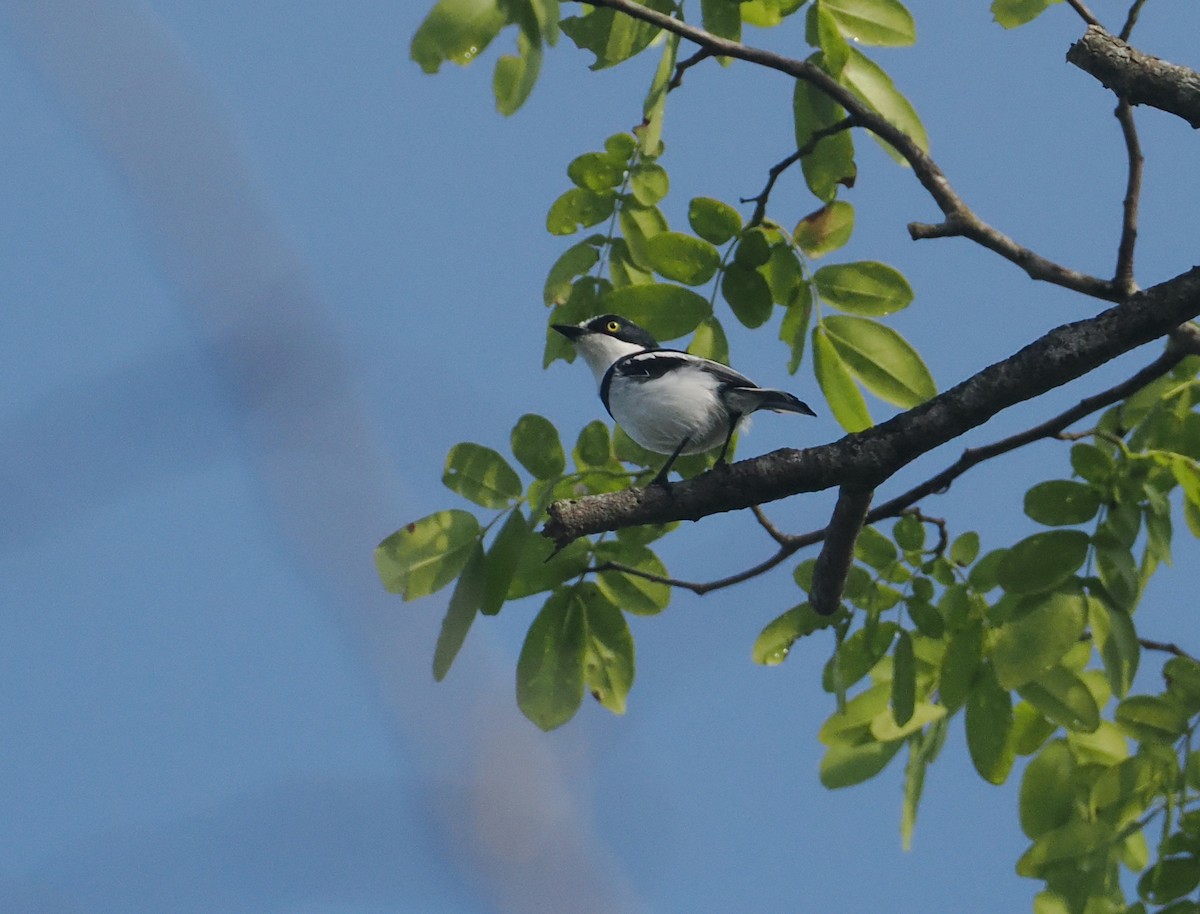 Pale Batis - ML645772018