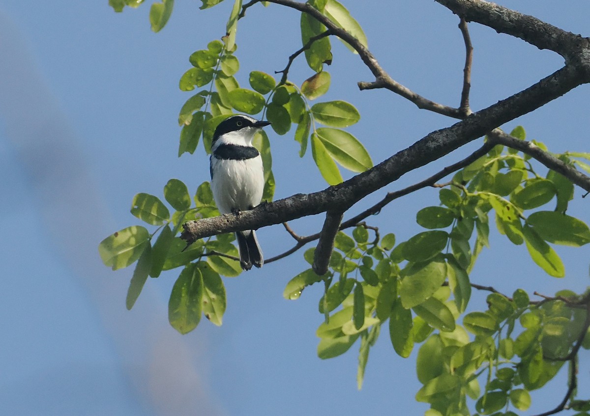 Pale Batis - ML645772021