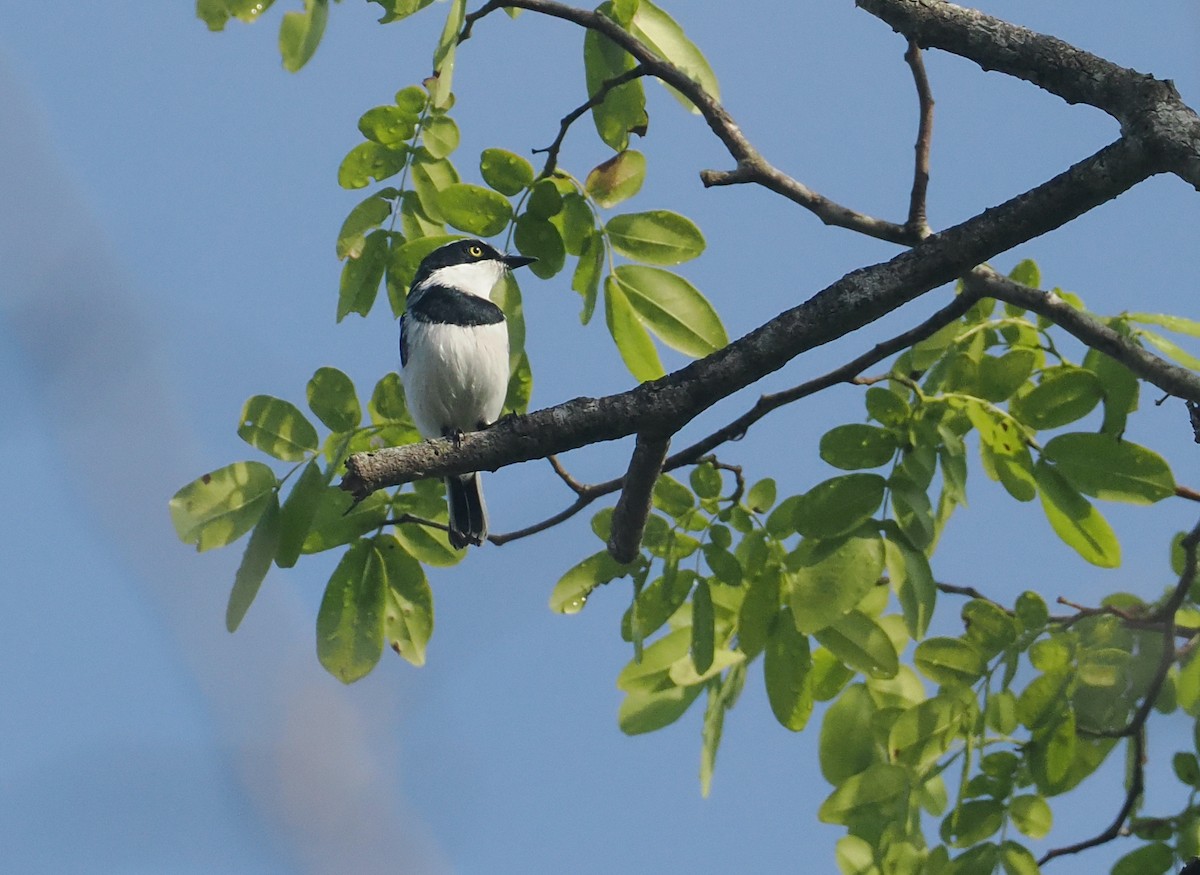 Pale Batis - ML645772026