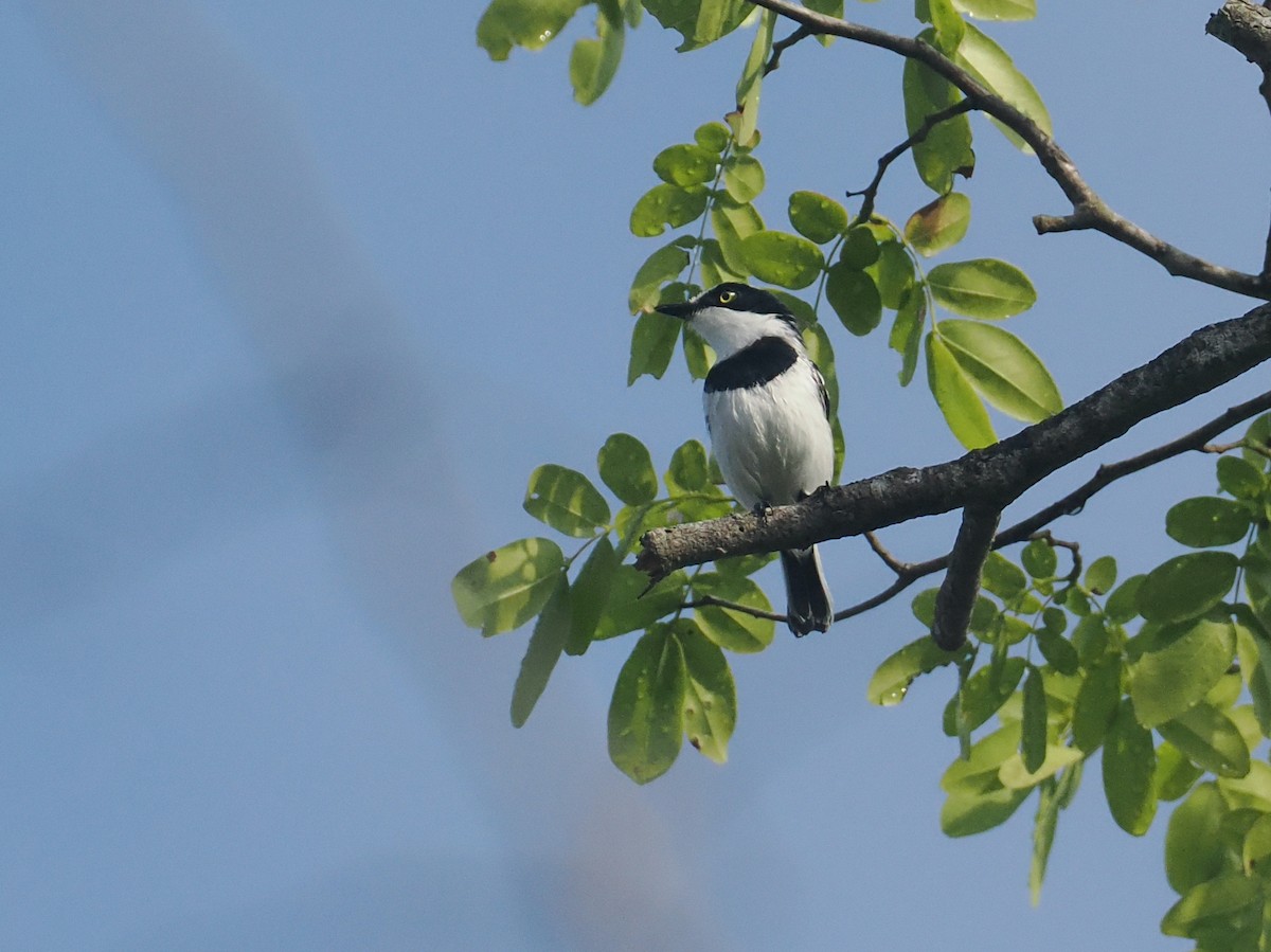 Pale Batis - ML645772029
