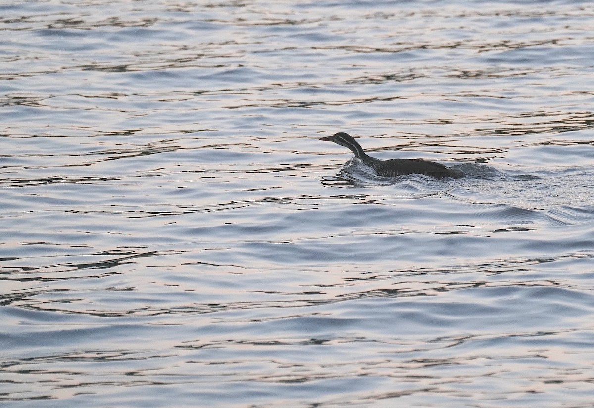 African Finfoot - ML645772043