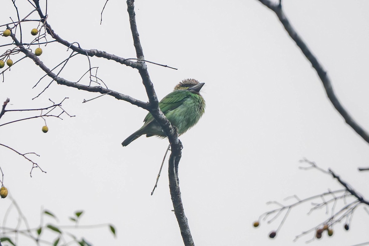 Green-eared Barbet - ML645772044