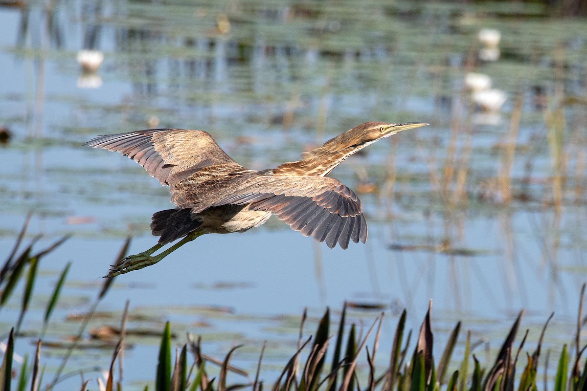American Bittern - ML645772070