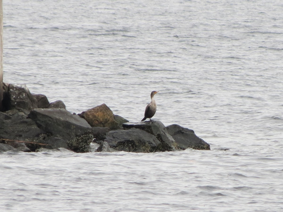 Double-crested Cormorant - ML645772086