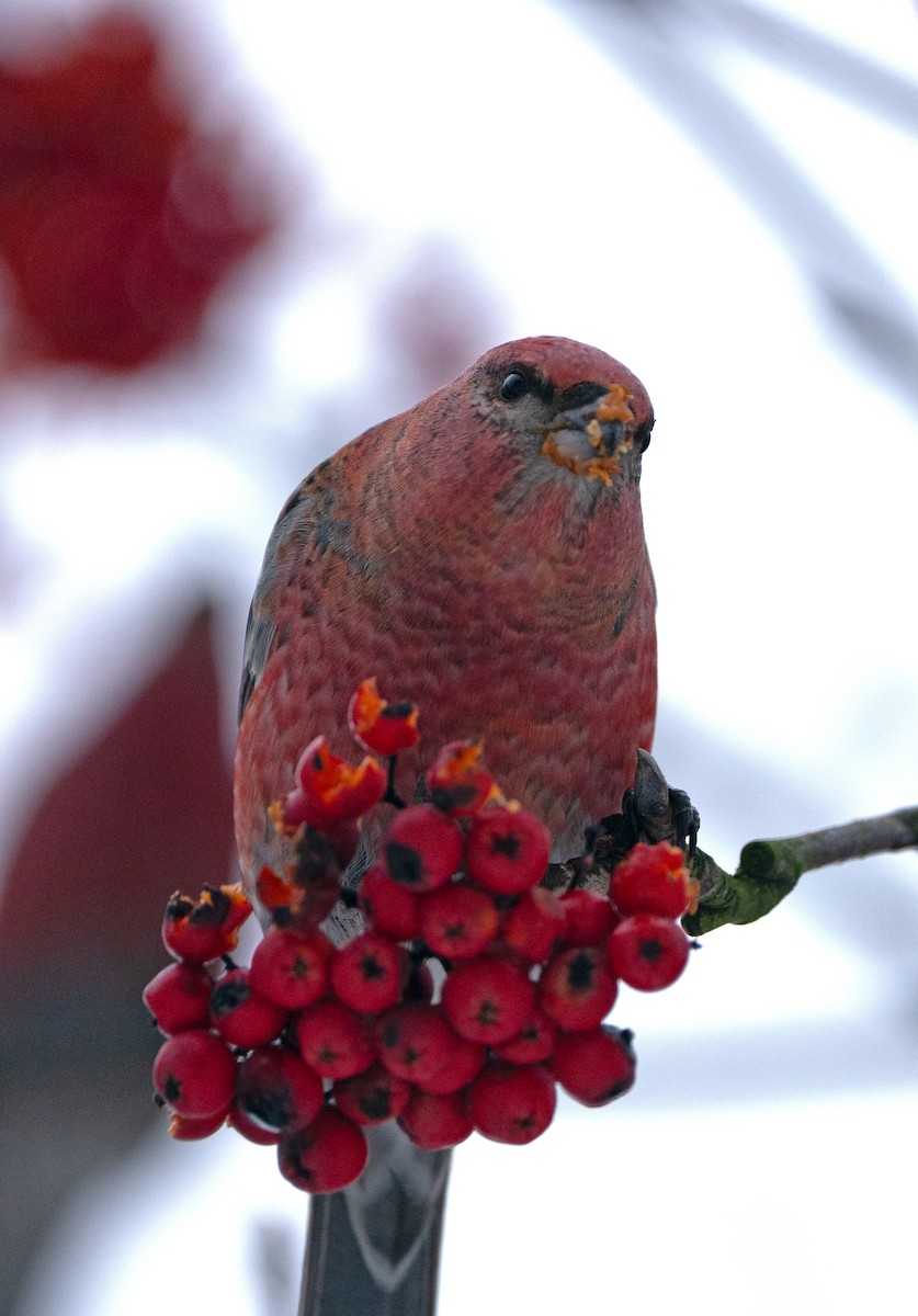 ギンザンマシコ - ML645772090