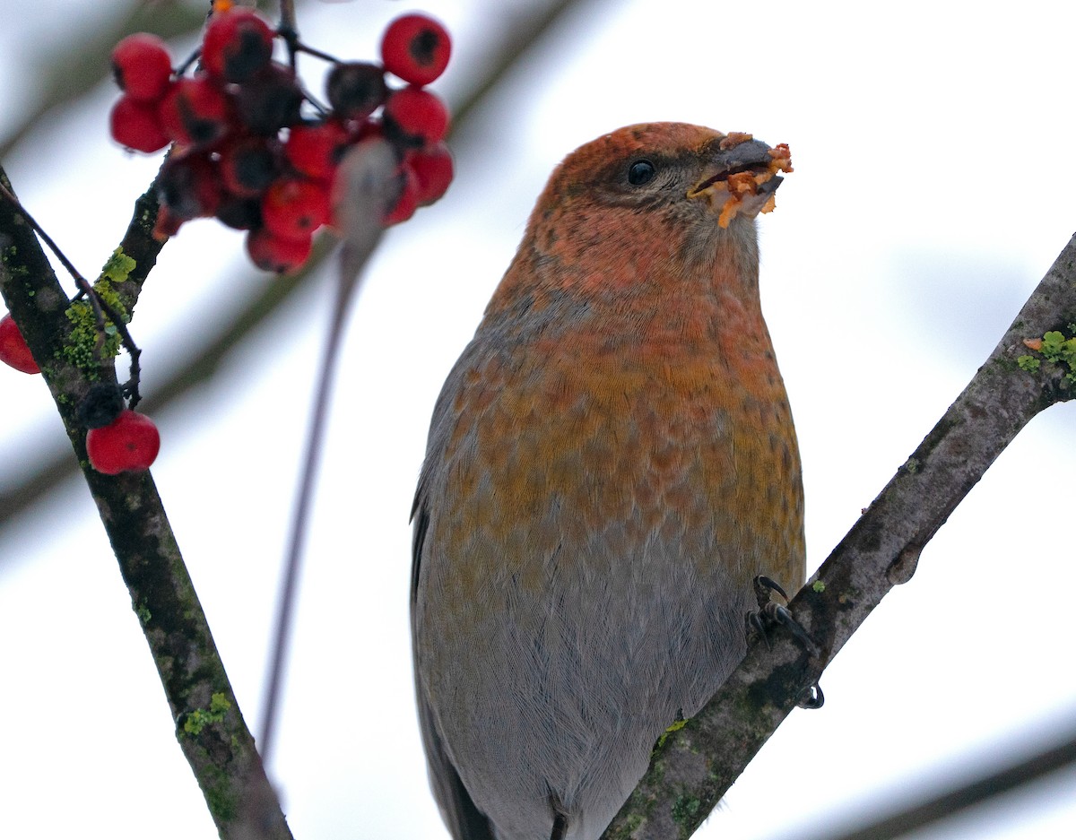 ギンザンマシコ - ML645772091