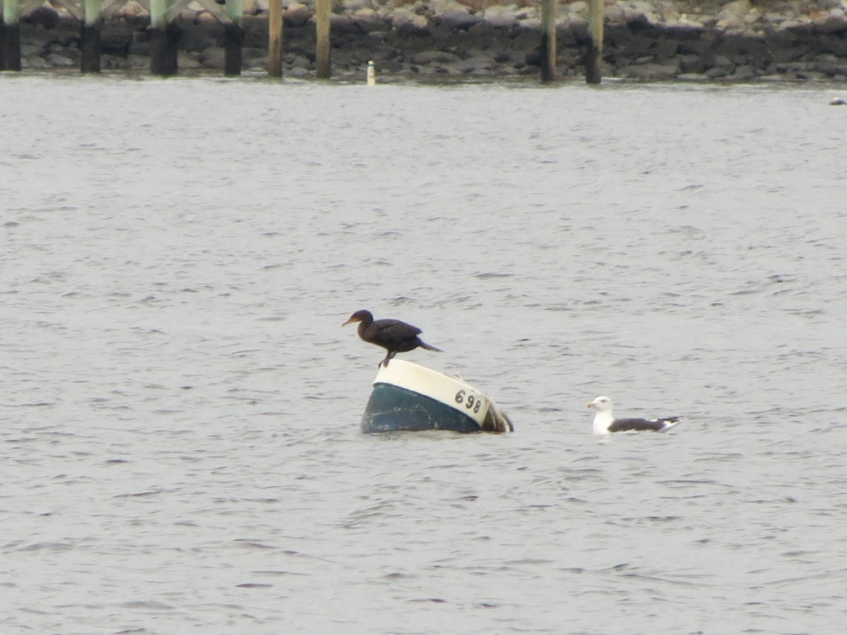 Double-crested Cormorant - ML645772092