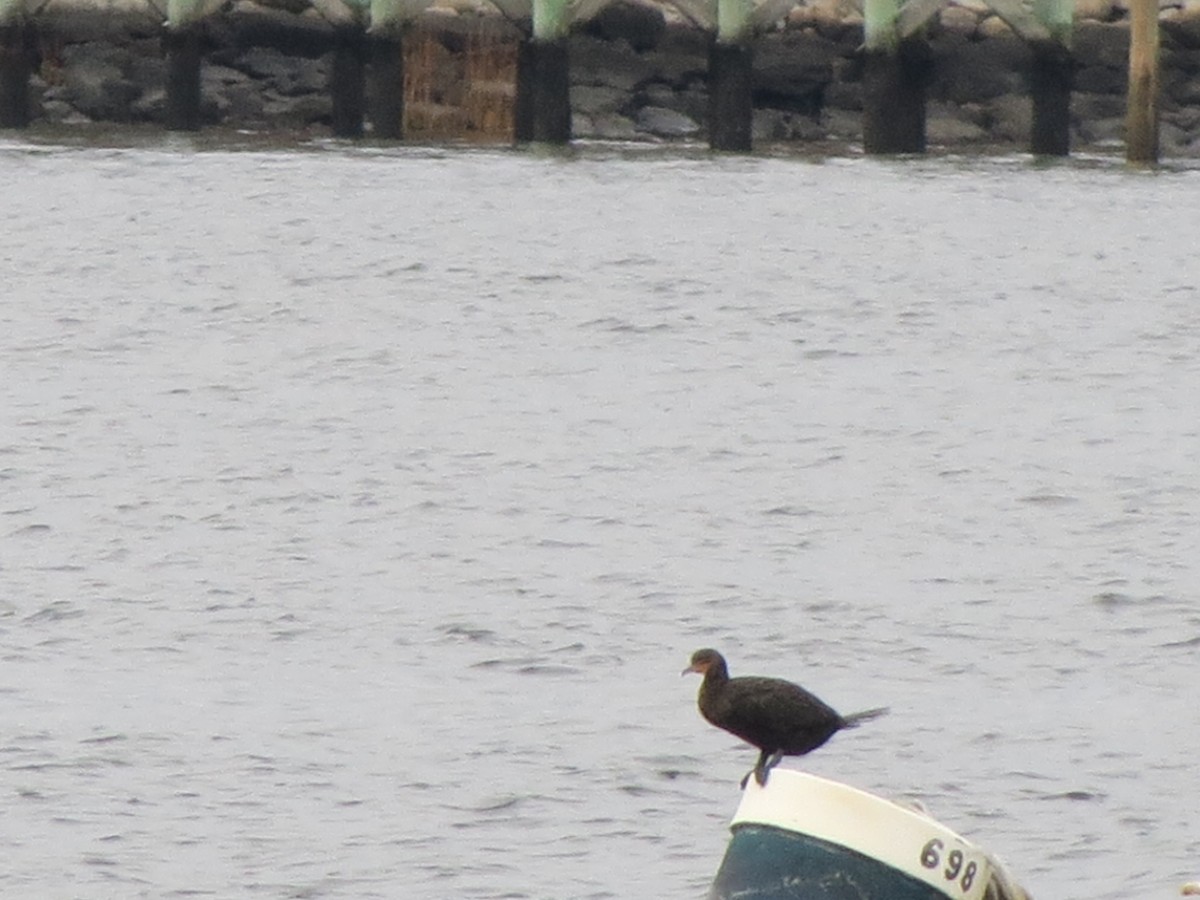 Double-crested Cormorant - ML645772093