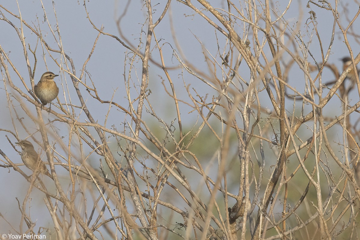 Whinchat - ML645772099