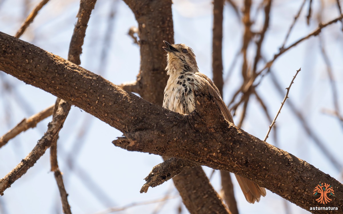Spotted Morning-Thrush - ML645772103