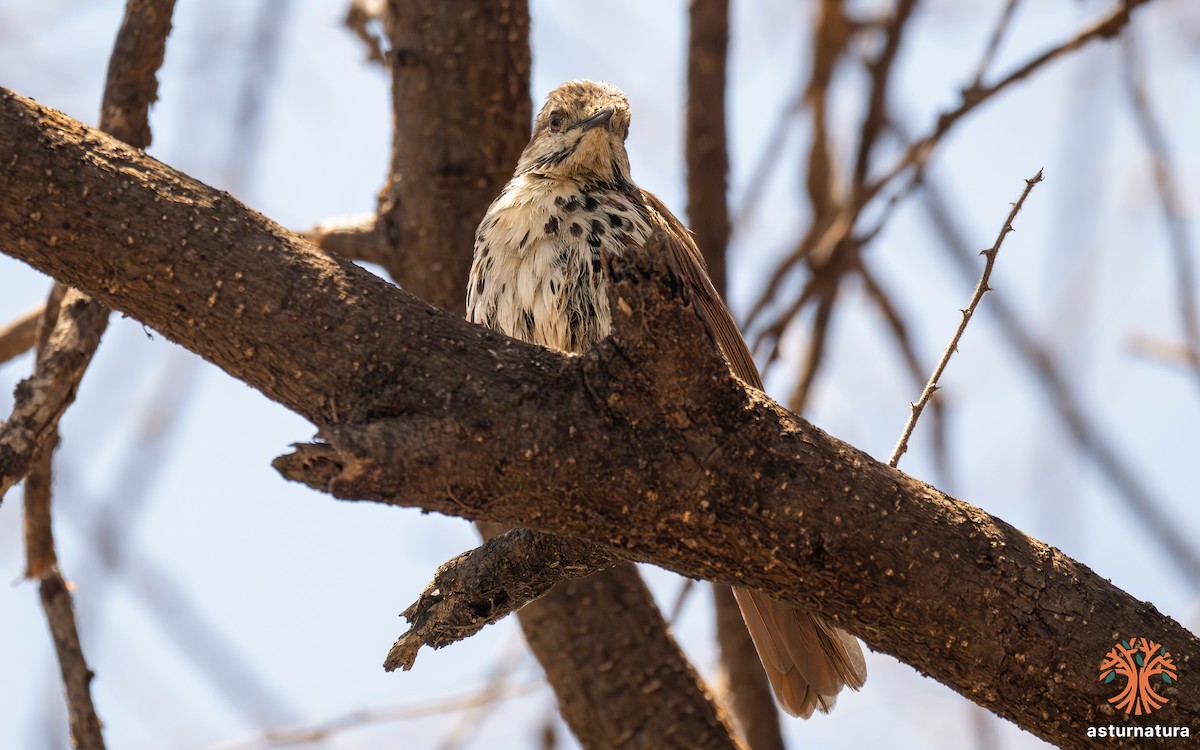 Spotted Morning-Thrush - ML645772104