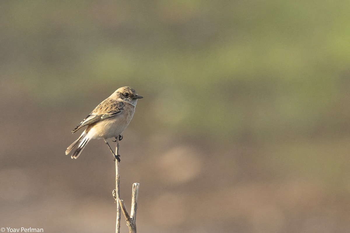 Siberian Stonechat (Caspian) - ML645772113