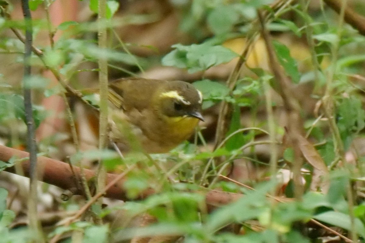 Yellow-throated Scrubwren - ML645772115