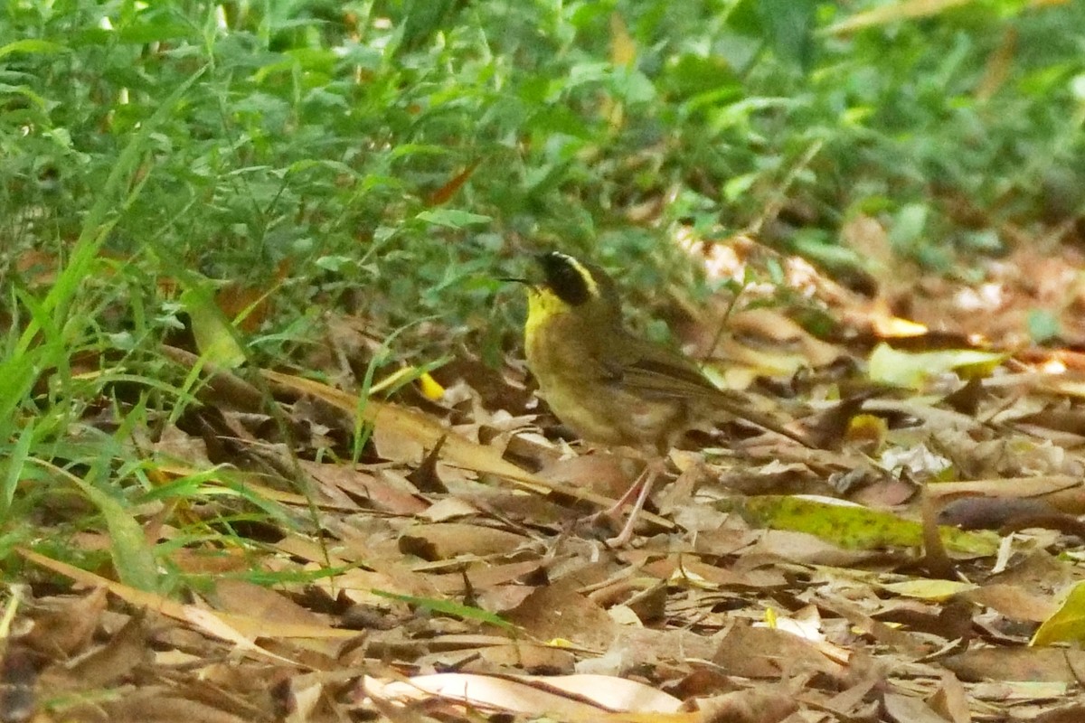 Yellow-throated Scrubwren - ML645772118