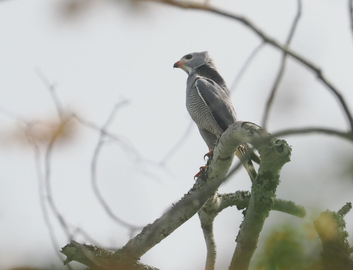 Ящеричный ястребок - ML645772119