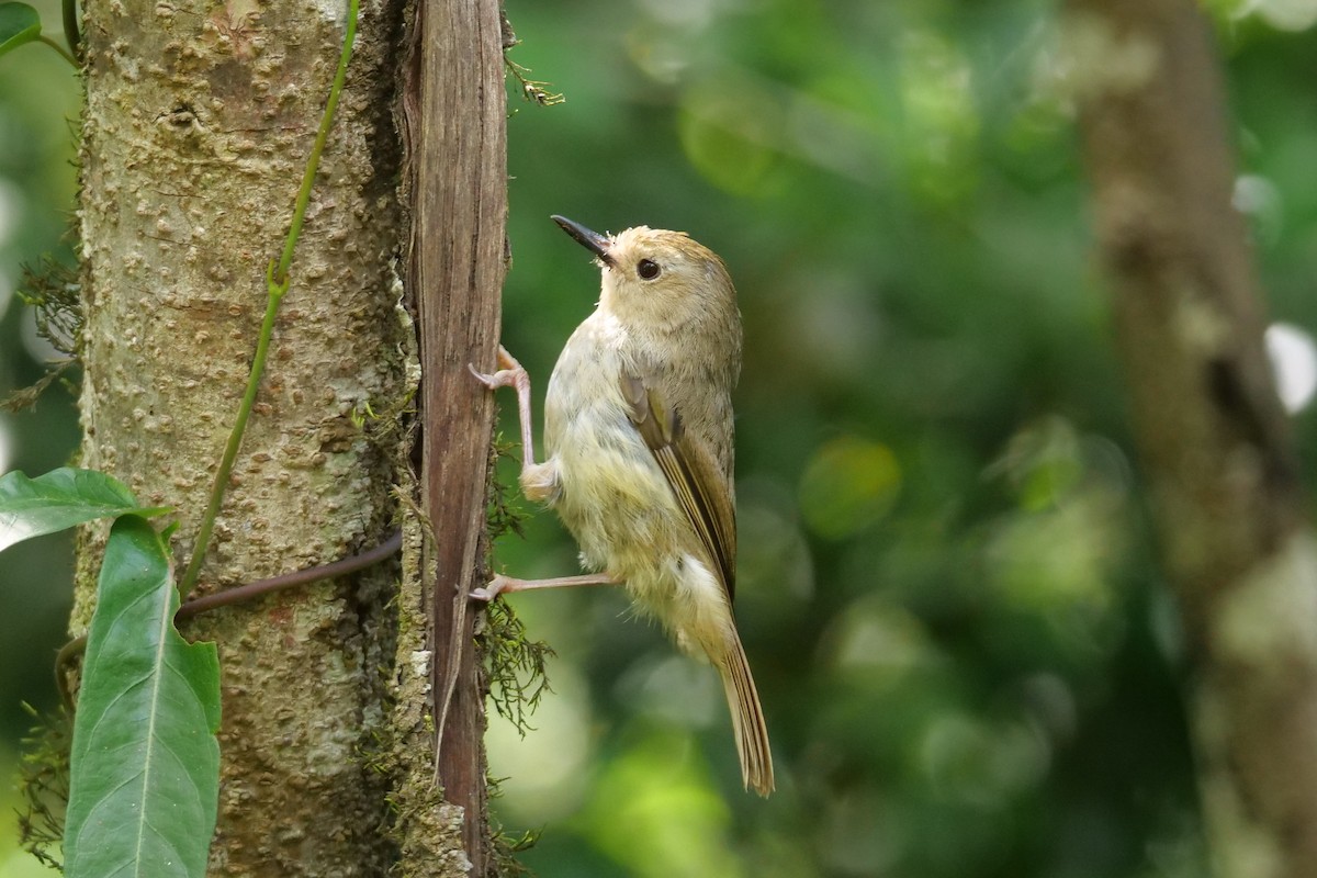 Large-billed Scrubwren - ML645772120