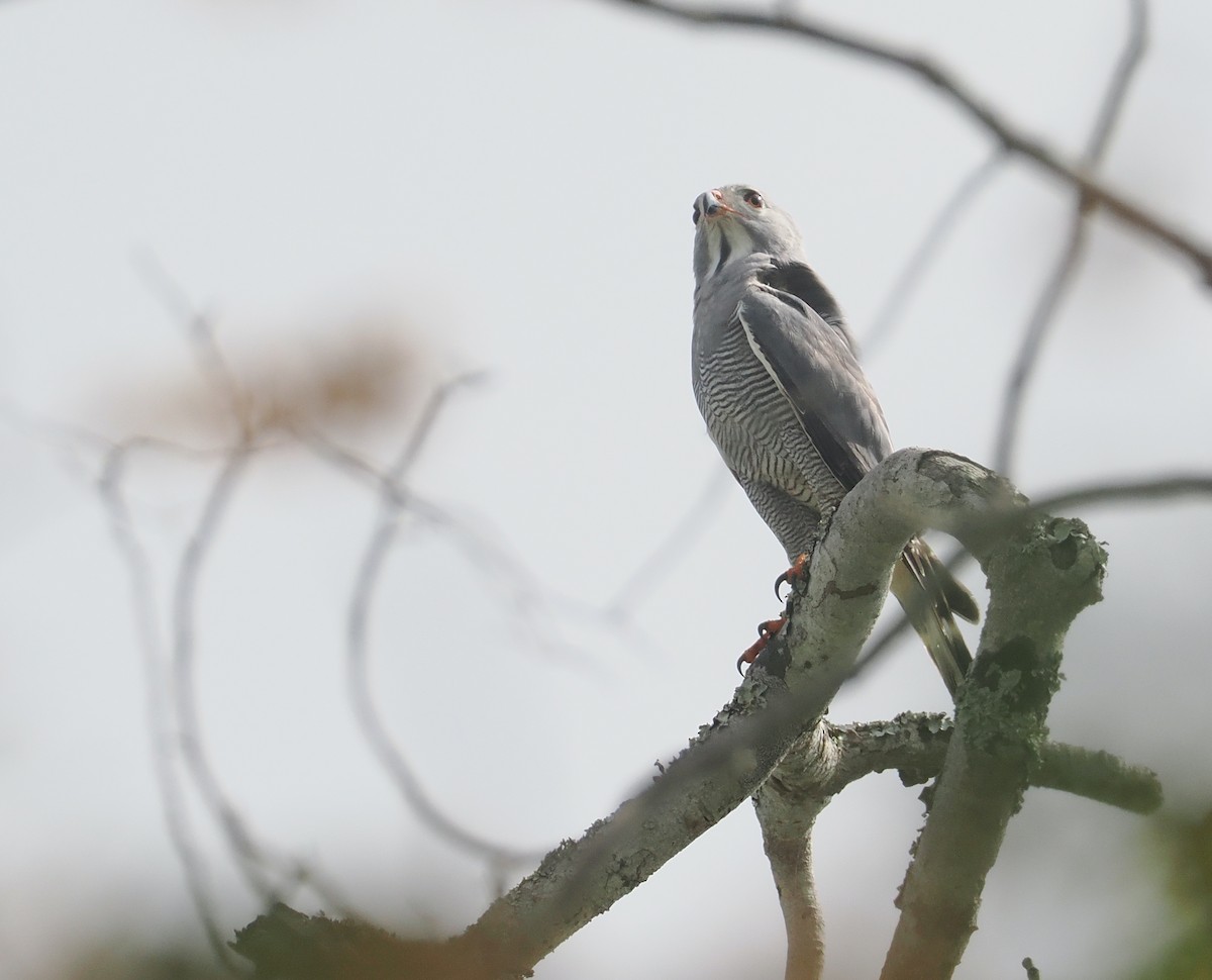 Ящеричный ястребок - ML645772121