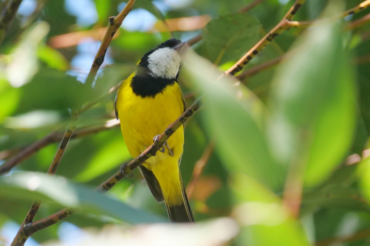 Golden Whistler - ML645772123