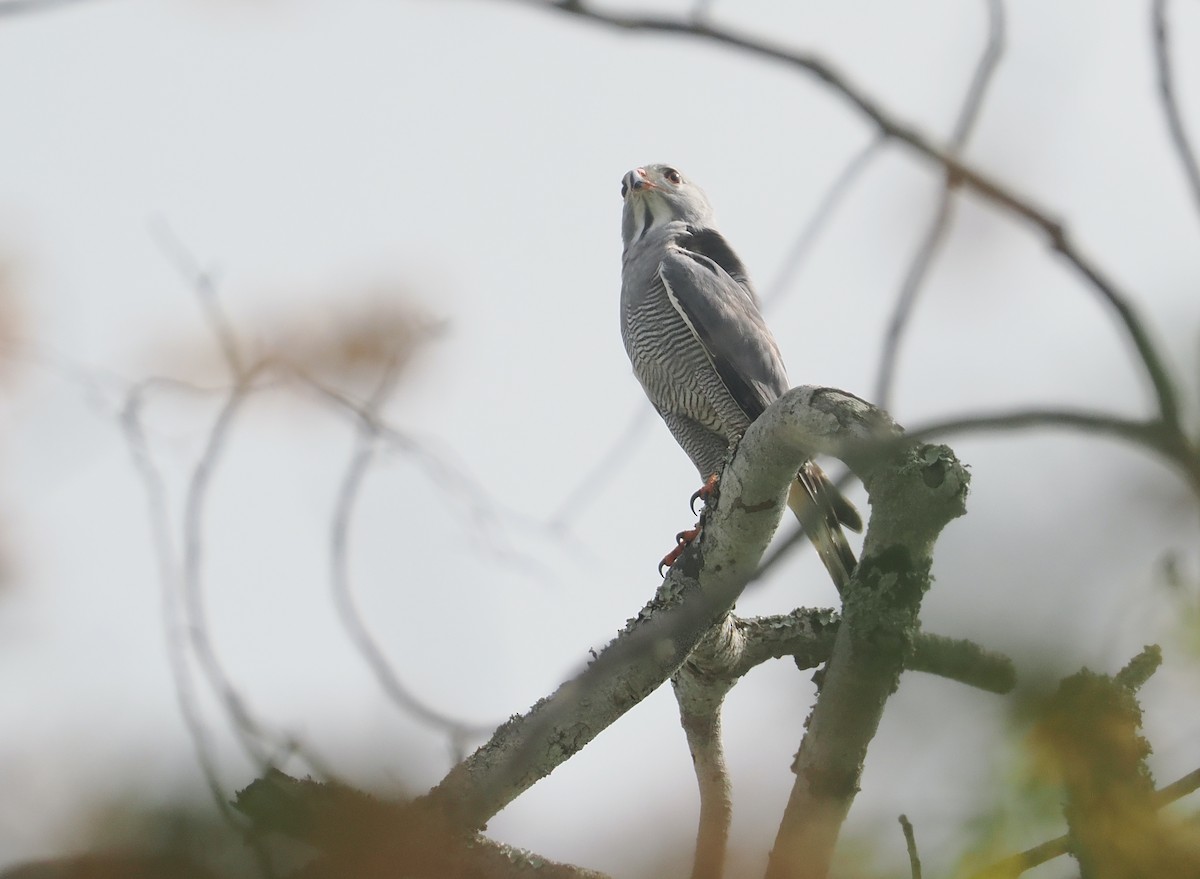 Ящеричный ястребок - ML645772124