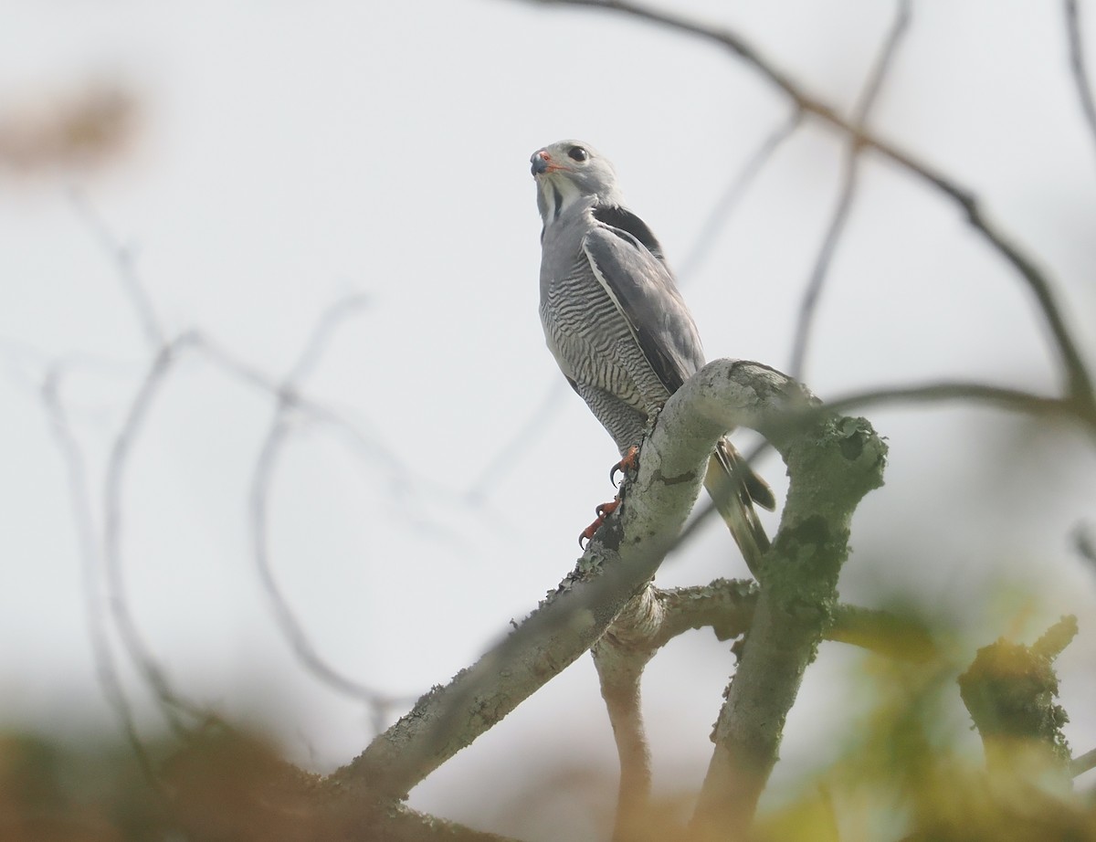 Ящеричный ястребок - ML645772125