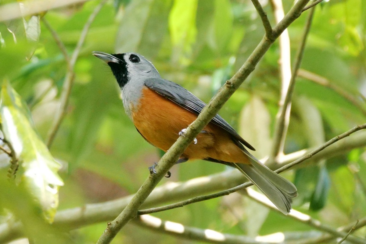 Black-faced Monarch - ML645772126