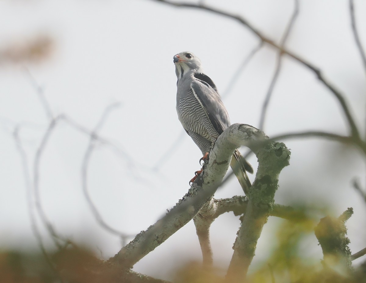 Ящеричный ястребок - ML645772127