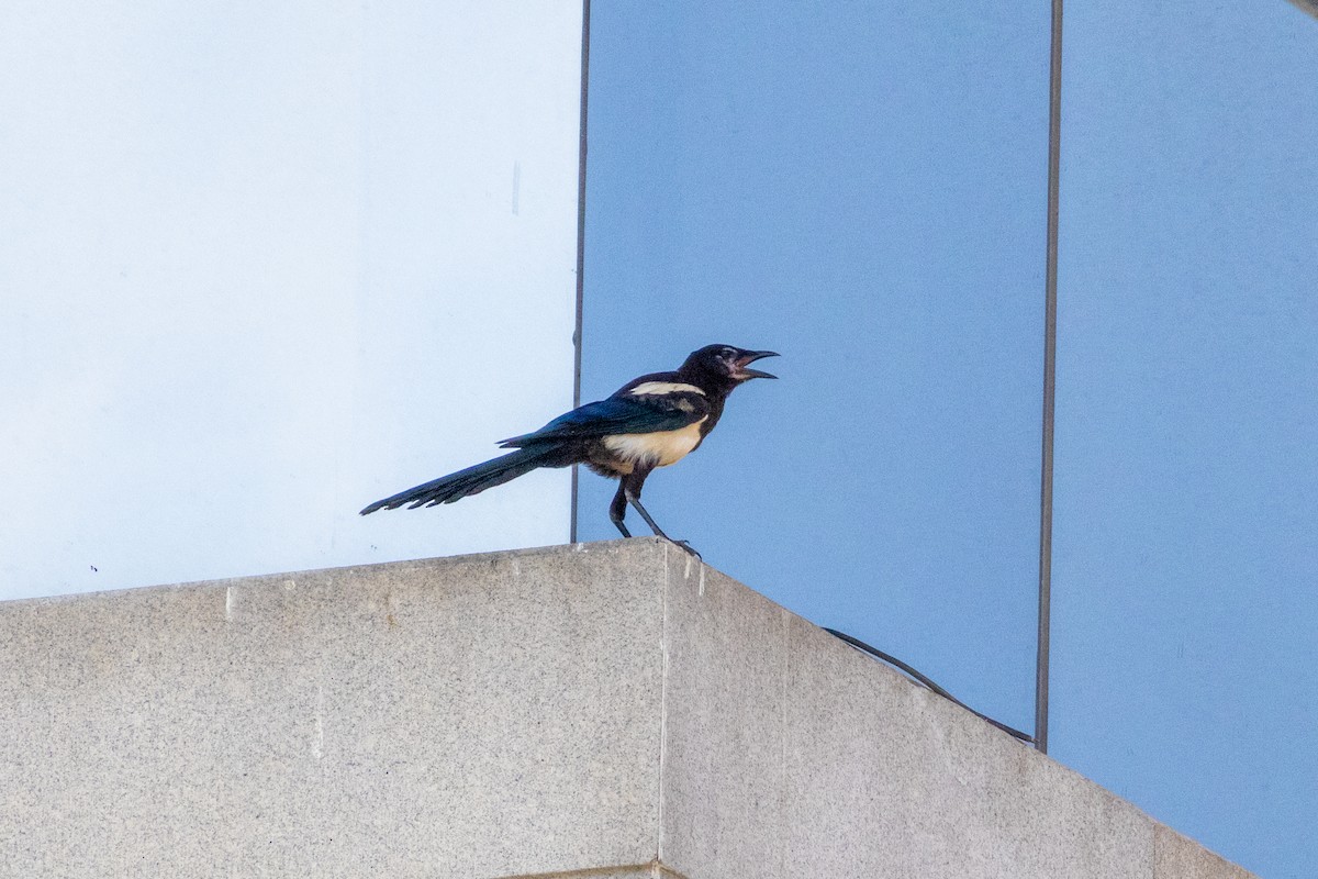 Orientelster - ML645772128