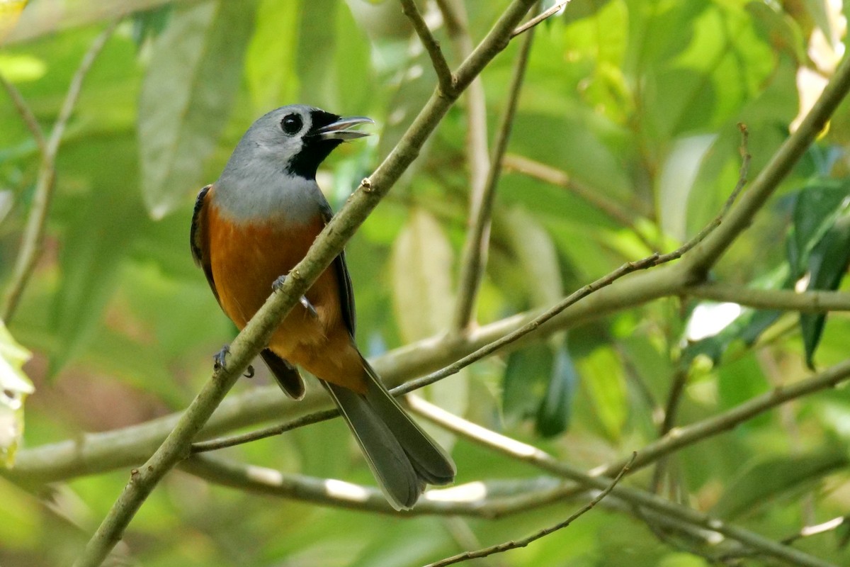 Black-faced Monarch - ML645772129
