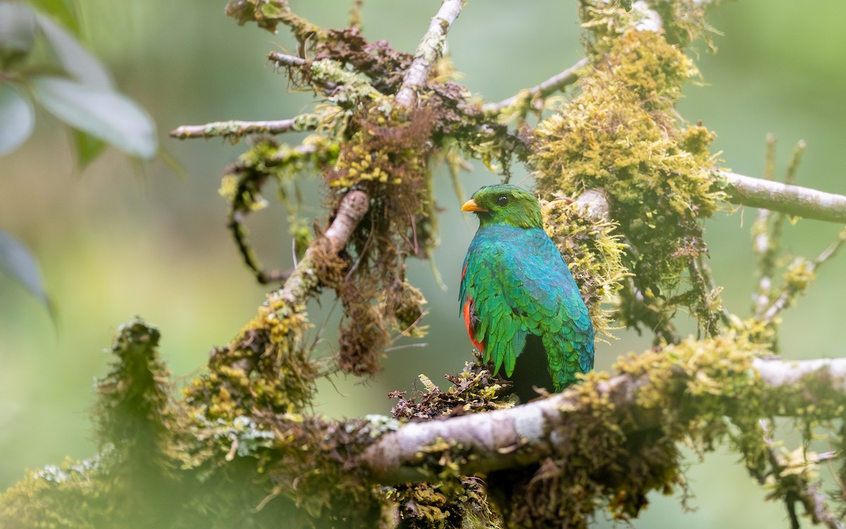 Golden-headed Quetzal - ML645772132
