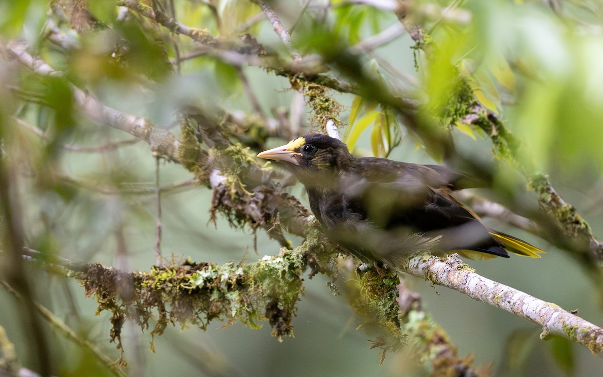 Dusky-green Oropendola - ML645772135