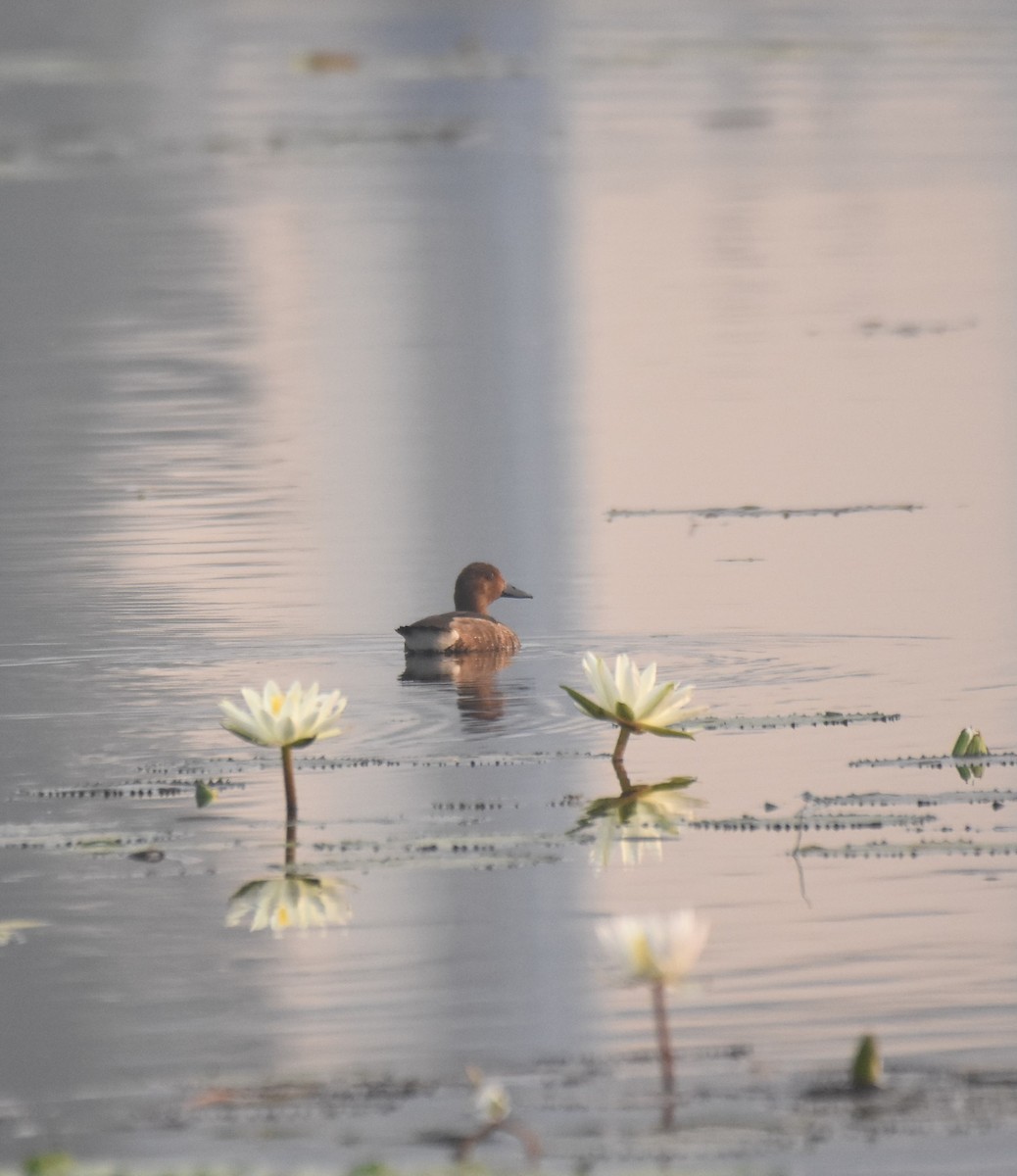 Ferruginous Duck - ML645772141