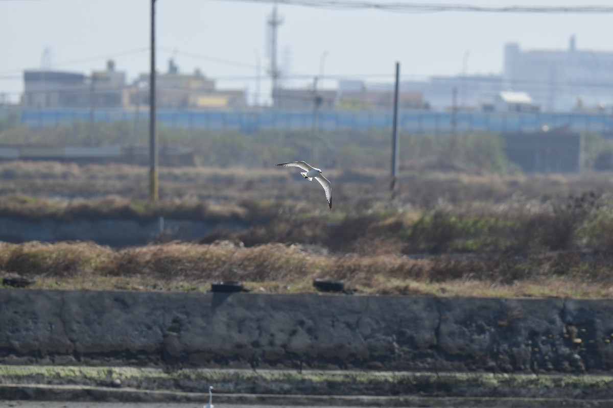 Relict Gull - ML645772150