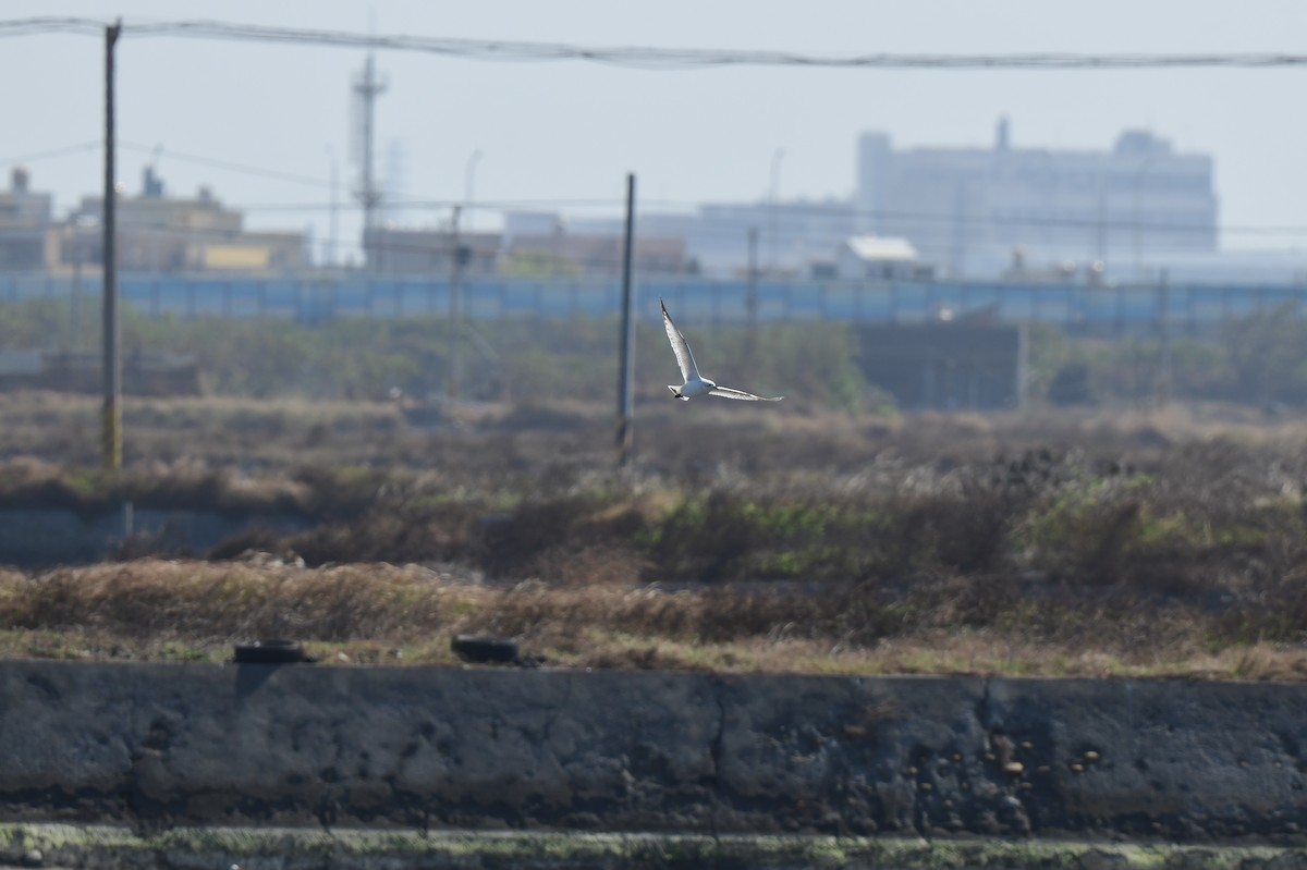 Relict Gull - ML645772151