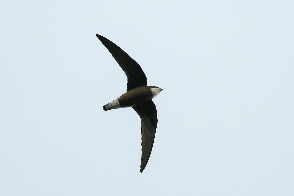 White-throated Needletail - ML645772152