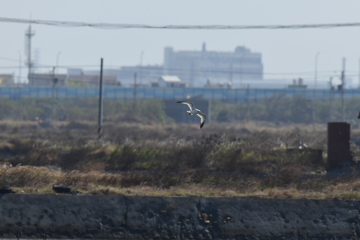 Relict Gull - ML645772153