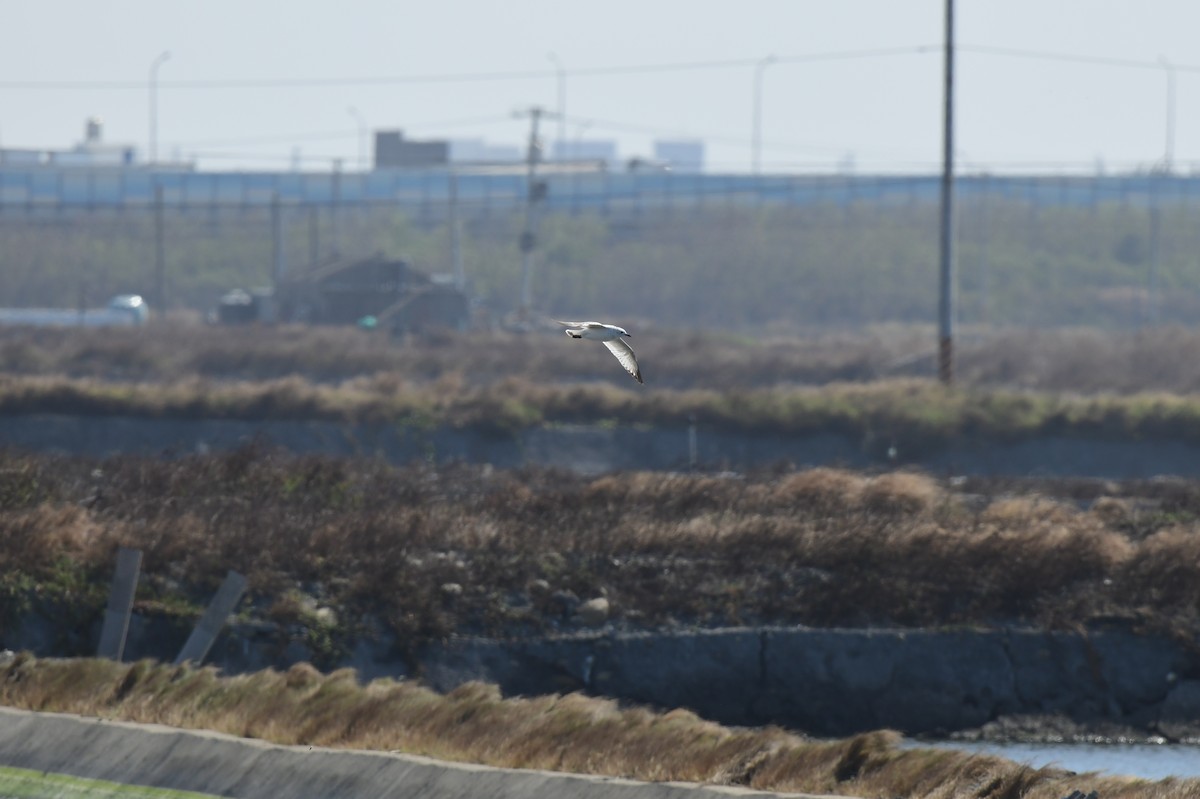 Relict Gull - ML645772154