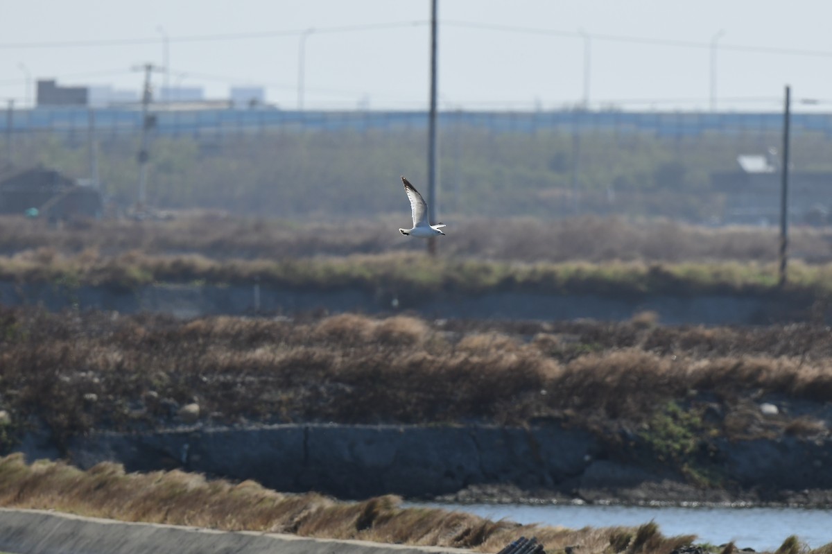 Relict Gull - ML645772164