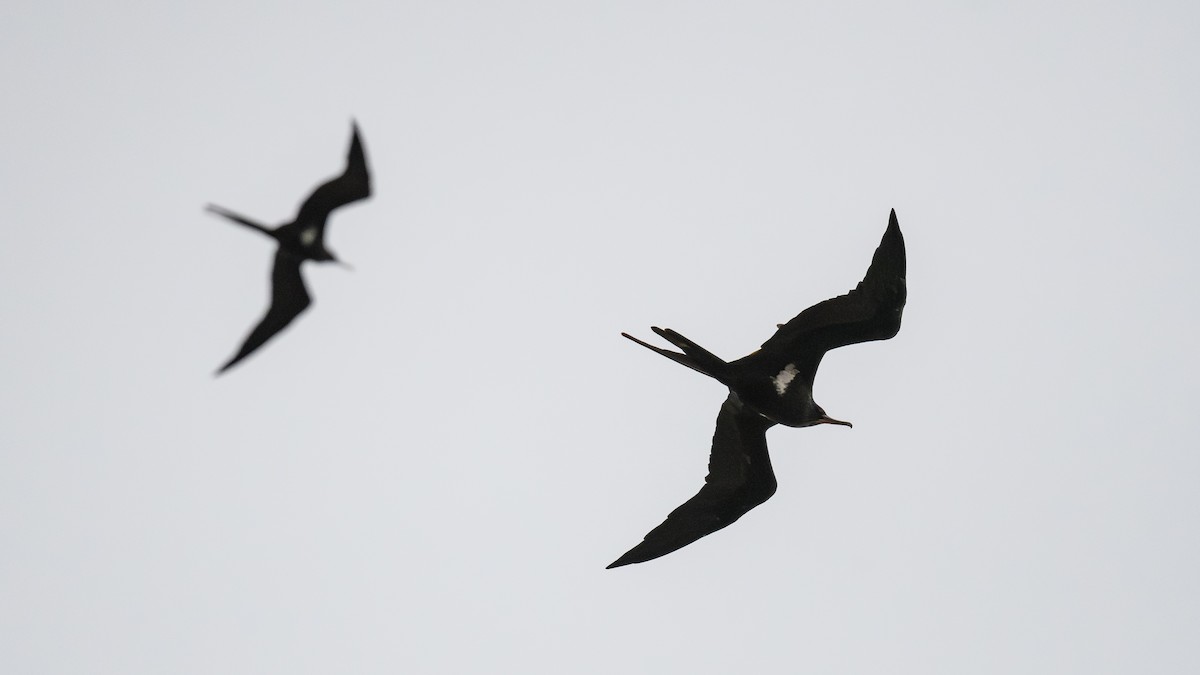 Lesser Frigatebird - ML645772169