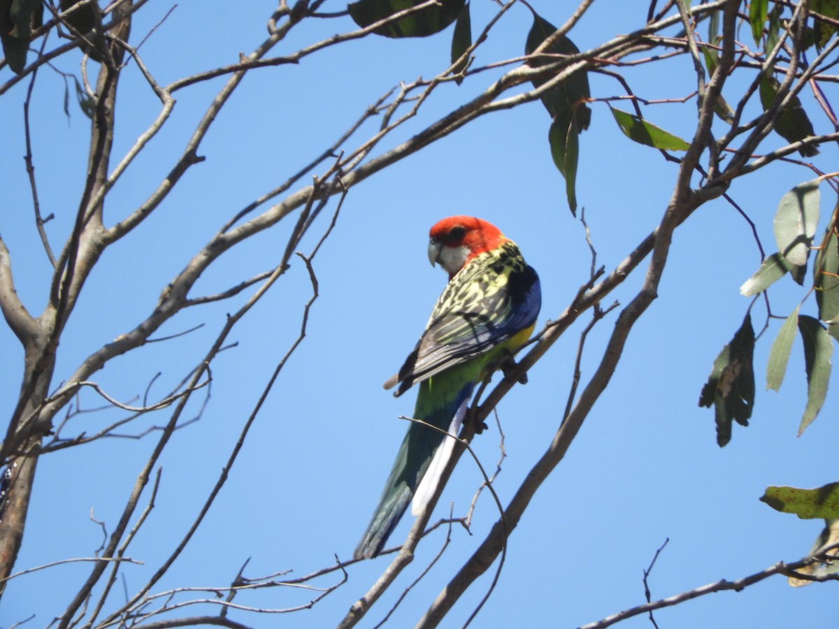 Eastern Rosella - ML645772170