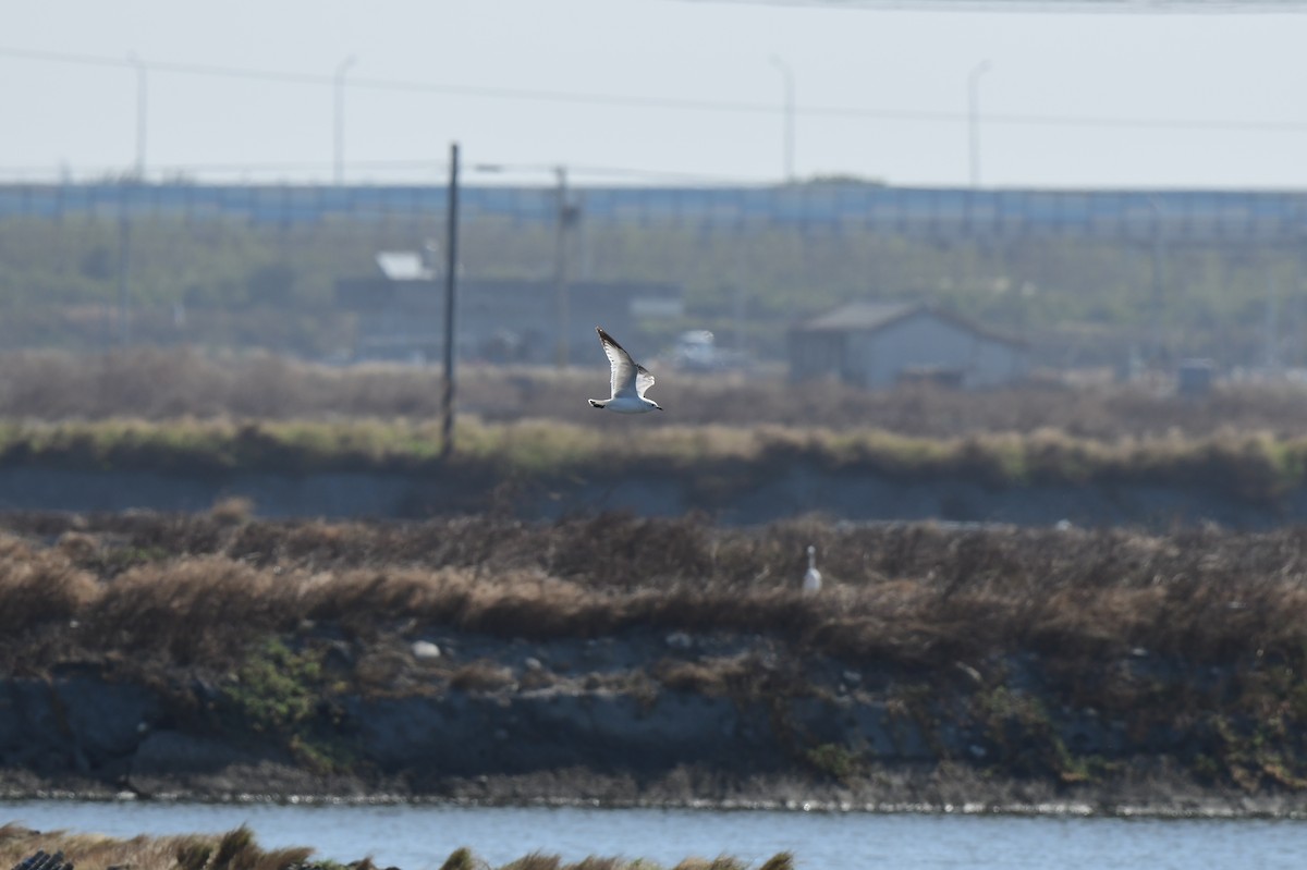 Relict Gull - ML645772172