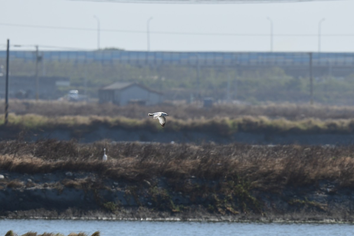 Relict Gull - ML645772179