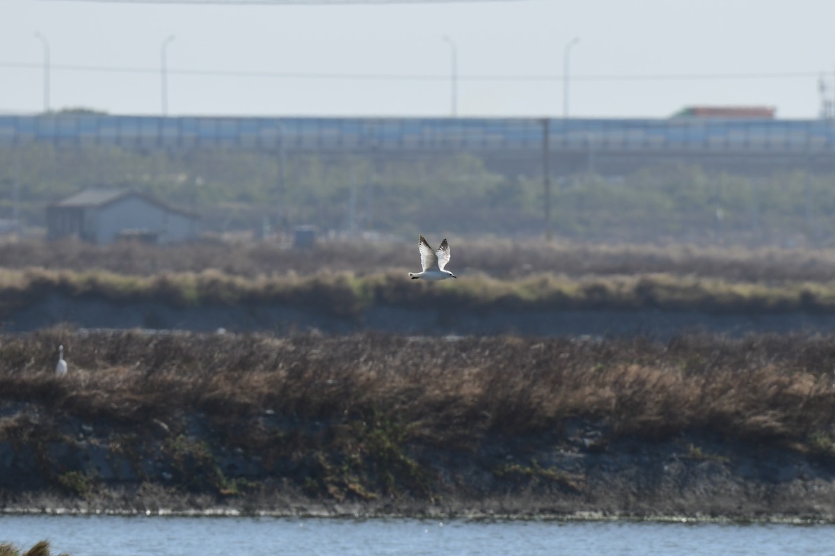 Relict Gull - ML645772180