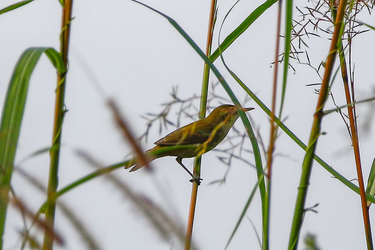 Clamorous Reed Warbler - ML645772182
