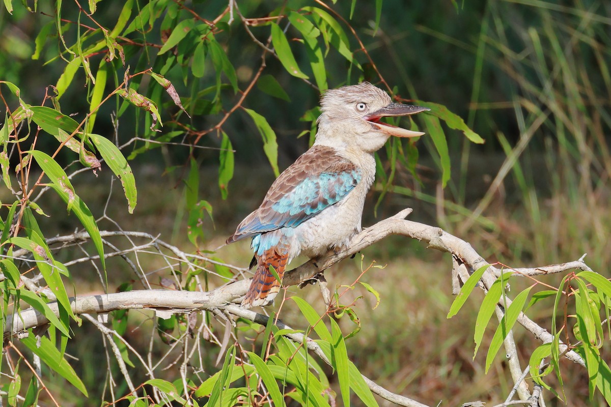 Cucaburra Aliazul - ML645772215