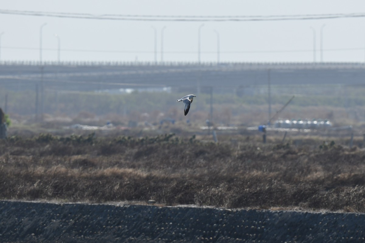 Relict Gull - ML645772219