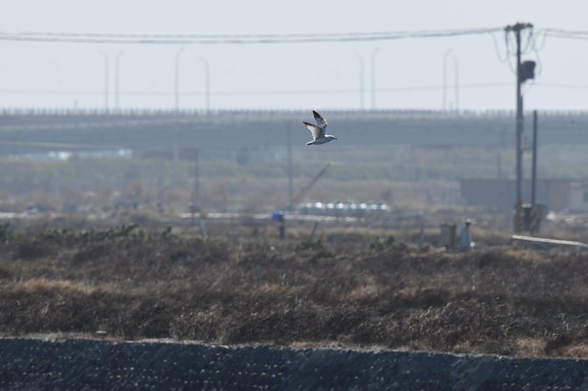 Relict Gull - ML645772220